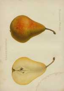 Ogrodnik Polski : Dwutygodnik poświęcony wszystkim gałęziom ogrodnictwa, 1886, R. 8, T. 8, nr 15