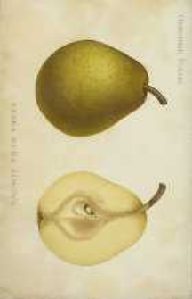 Ogrodnik Polski : Dwutygodnik poświęcony wszystkim gałęziom ogrodnictwa, 1890, R. 12, T. 12, nr 12