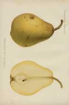 Ogrodnik Polski : Dwutygodnik poświęcony wszystkim gałęziom ogrodnictwa, 1887, R. 9, T. 9, nr 3