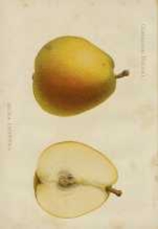 Ogrodnik Polski : Dwutygodnik poświęcony wszystkim gałęziom ogrodnictwa, 1887, R. 9, T. 9, nr 7