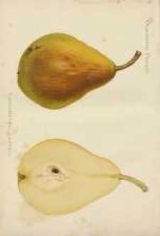 Ogrodnik Polski : Dwutygodnik poświęcony wszystkim gałęziom ogrodnictwa, 1887, R. 9, T. 9, nr 22