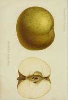 Ogrodnik Polski : Dwutygodnik poświęcony wszystkim gałęziom ogrodnictwa, 1891, R. 13, T. 13, nr 8