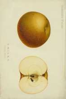 Ogrodnik Polski : Dwutygodnik poświęcony wszystkim gałęziom ogrodnictwa, 1891, R. 13, T. 13, nr 13