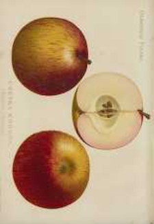 Ogrodnik Polski : Dwutygodnik poświęcony wszystkim gałęziom ogrodnictwa, 1894, R. 16, T. 16, nr 14