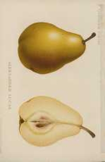 Ogrodnik Polski : Dwutygodnik poświęcony wszystkim gałęziom ogrodnictwa, 1894, R. 16, T. 16, nr 21